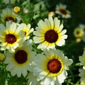 Chrysanthemum segetum 'Etoile d'Orient'